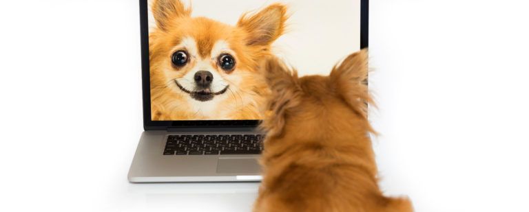 web conference