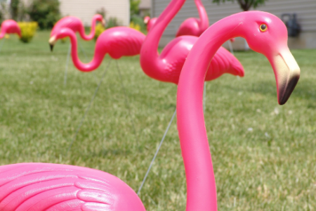 Flock a yard is a great school fundraiser. Picture of plastic flamingos in a yard.