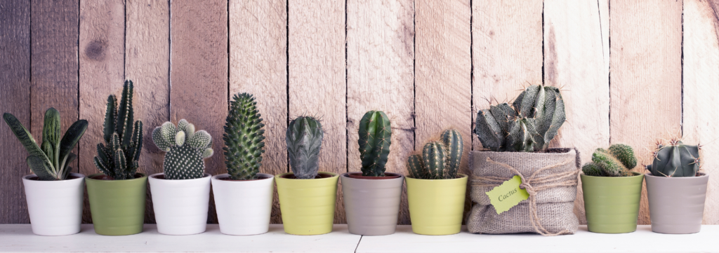 Volunteer Appreciation Puns from Membership Toolkit. Picture of succulents for the pun, "Thank you for Making our Year a SUCC-cess!"