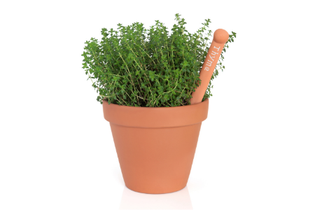 Volunteer Apprecaition Puns from Membership Toolkit. Picture of potted thyme for pun, "Thank you for your Thyme!"