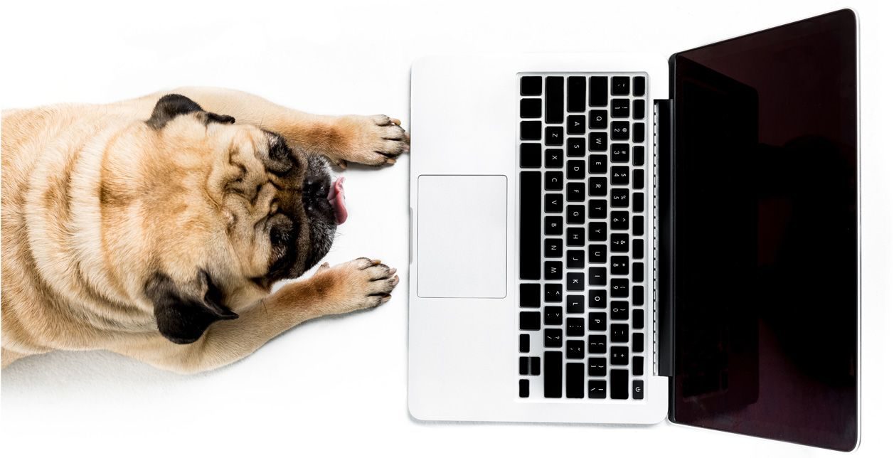 dogLaptop contact us
